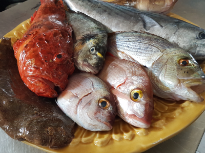 Pesce_1